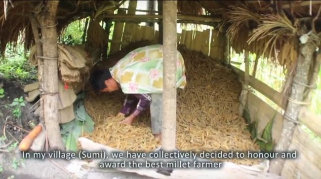 A video grab from the community film ‘Millets: Securing Lives’ (2015) that highlighted how Sümi Village in Phek district instated a successful program to revive millets and agrodiverse agriculture.